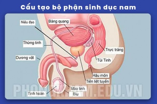 Chi tiết cấu tạo bộ phận sinh dục nam giới kèm hình ảnh