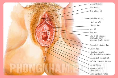 cấu tạo bộ phận sinh dục nữ chính xác nhất