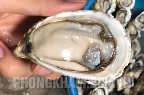 Hình ảnh con Hàu