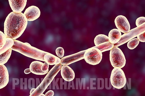 viêm âm đạo do nấm men candida
